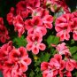50 PCS Seeds Giant Red Big Blooms Geranium Flowers Rare Plant Heirloom Garden Ornamental Flowers