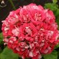 50 PCS Seeds Giant Red Big Blooms Geranium Flowers Rare Plant Heirloom Garden Ornamental Flowers