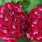 50 PCS Seeds Giant Red Big Blooms Geranium Flowers Rare Plant Heirloom Garden Ornamental Flowers