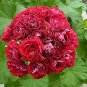 50 PCS Seeds Giant Red Big Blooms Geranium Flowers Rare Plant Heirloom Garden Ornamental Flowers