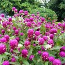 100 PCS Seeds Gomphrenae Globosa Bonsai, Purple Flower Globe Amaranth