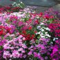 100 PCS Seeds Gomphrenae Globosa Bonsai, Purple Flower Globe Amaranth