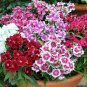 100 PCS Seeds Gomphrenae Globosa Bonsai, Purple Flower Globe Amaranth