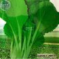 5 PCS Seeds Green Chinese Vegetables
