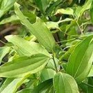 6 PCS Seeds Green Tree cinnamon