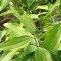 6 PCS Seeds Green Tree cinnamon