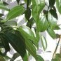 6 PCS Seeds Green Tree cinnamon