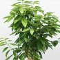 6 PCS Seeds Green Tree cinnamon