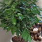 6 PCS Seeds Green Tree cinnamon