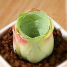 20 PCS Seeds Greenovia diplocycla ex La Gomera 20 PCS Seeds Greenovia diplocycla ex La Gomera