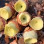 20 PCS Seeds Greenovia diplocycla ex La Gomera