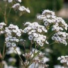 100 PCS Seeds Gypsophila Paniculata Plant Outdoor & Indoor Perennial Garden Flower Ornaments