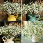 100 PCS Seeds Gypsophila Paniculata Plant Outdoor & Indoor Perennial Garden Flower Ornaments