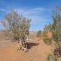 50 PCS Seeds Haloxylon Ammodendron Tree Semente Plant Desert