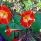 50 PCS Seeds Hanging Orange Morning Glory Flower 50 PCS Seeds Hanging Orange Morning Glory Flower