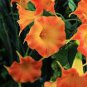 50 PCS Seeds Hanging Orange Morning Glory Flower