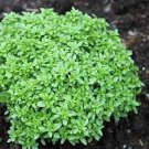 20 PCS Seeds Heirloom 'Bush Fine Leaved' Basil