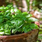 20 PCS Seeds Heirloom 'Bush Fine Leaved' Basil