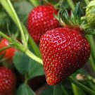 40 PCS Seeds Heirloom 'Jindi' Season Big Red Strawberry