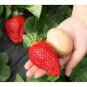 40 PCS Seeds Heirloom 'Jindi' Season Big Red Strawberry