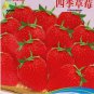 40 PCS Seeds Heirloom 'Jindi' Season Big Red Strawberry
