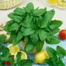 20 PCS Seeds Heirloom Lemon Balm