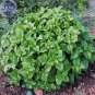20 PCS Seeds Heirloom Lemon Balm