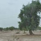 50 PCS Seeds Heirloom Populus Euphratica