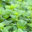 20 PCS Seeds Heirloom Lemon Balm