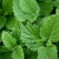 20 PCS Seeds Heirloom Lemon Balm