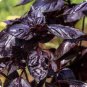 20 PCS Seeds Heirloom Purple Basil (Ocimum Basilicum)