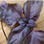 20 PCS Seeds Heirloom Purple Basil (Ocimum Basilicum)