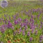 20 PCS Seeds Heirloom Lemon Mint