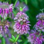 20 PCS Seeds Heirloom Lemon Mint