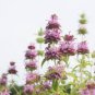 20 PCS Seeds Heirloom Lemon Mint