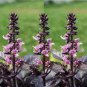 20 PCS Seeds Heirloom Purple Basil (Ocimum Basilicum)