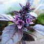 20 PCS Seeds Heirloom Purple Basil (Ocimum Basilicum)