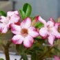 2 PCS Seeds Heirloom 'Shui Wang' Adenium Desert rose