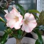 2 PCS Seeds Heirloom 'Shui Wang' Adenium Desert rose