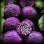 30 PCS Seeds Heirloom Purple Cabbage Organic Vegetables