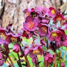 50 PCS Seeds Helleborus thibetanus Flower 50 PCS Seeds Helleborus thibetanus Flower