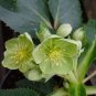 50 PCS Seeds Helleborus thibetanus Flower