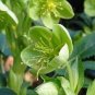 50 PCS Seeds Helleborus thibetanus Flower