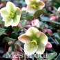 50 PCS Seeds Helleborus thibetanus Flower