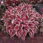 200 PCS Seeds Hosta Seed Perennials Flesh Pink Flowers