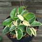 100 PCS Seeds Hoya Kerrii Bonsai Hybrid