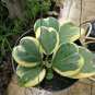 100 PCS Seeds Hoya Kerrii Bonsai Hybrid