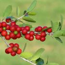 120 PCS Seeds Ilex vomitoria Yaupon Holly Tree 120 PCS Seeds Ilex vomitoria Yaupon Holly Tree