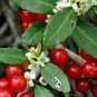 120 PCS Seeds Ilex vomitoria Yaupon Holly Tree