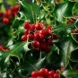 120 PCS Seeds Ilex vomitoria Yaupon Holly Tree